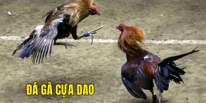 Luật chơi đá gà cựa dao