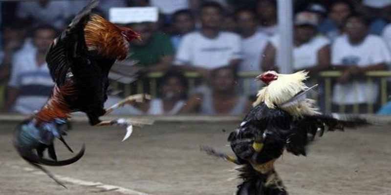 Tương lai của đá gà cựa dao