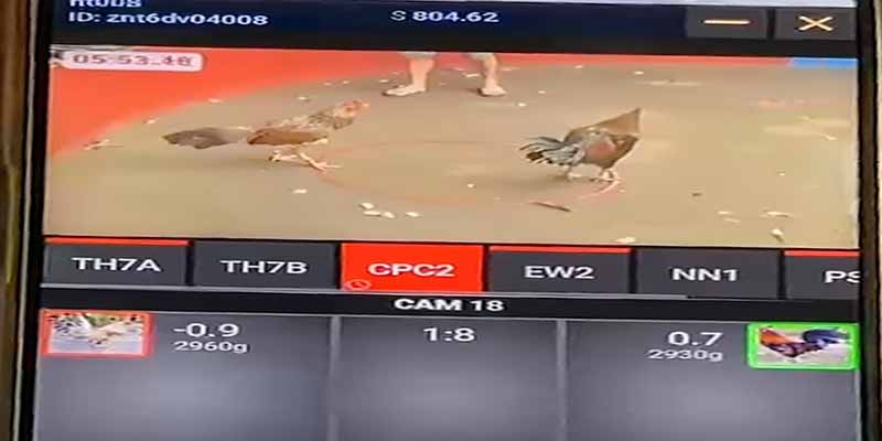 Đá Gà Mạng 99OK: Hướng Dẫn Thắng Lớn Tại Sàn Chọi Kê