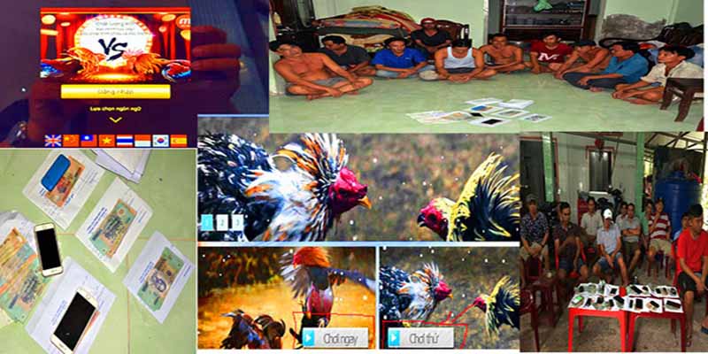 Những loại hình chọi kê online