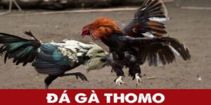 Đá Gà Thomo 99OK: Thế Giới Đá Gà Đặc Sắc Và Quyền Lực