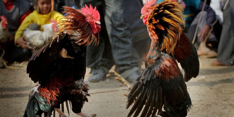 Phân tích kỹ thuật trong đá gà Thomo