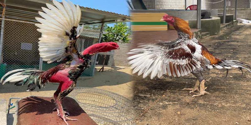 Khái quát về luật chơi đá gà