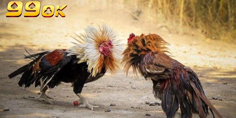 Gà Campuchia 99OK – Cuộc Chiến Nảy Lửa, Giải Trí Cực Đã 2 Đá gà Campuchia 99OK giám sát bởi tổ chức PAGCOR