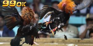 Đá gà Campuchia 99OK phát sóng trực tiếp chất lượng cao