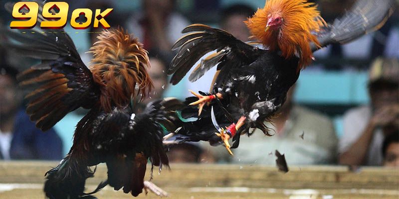 Gà Campuchia 99OK – Cuộc Chiến Nảy Lửa, Giải Trí Cực Đã 3 Đá gà Campuchia 99OK phát sóng trực tiếp chất lượng cao