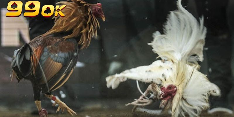 Gà Campuchia 99OK – Cuộc Chiến Nảy Lửa, Giải Trí Cực Đã 4 Tham gia đá gà Campuchia tại 99OK